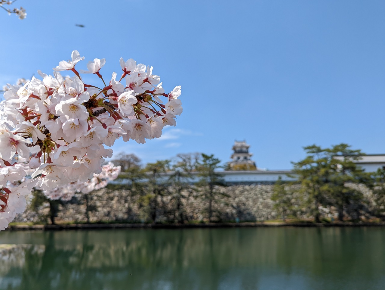 Imabari Castle sakura