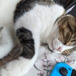 Please Adult Responsibly - like a cat