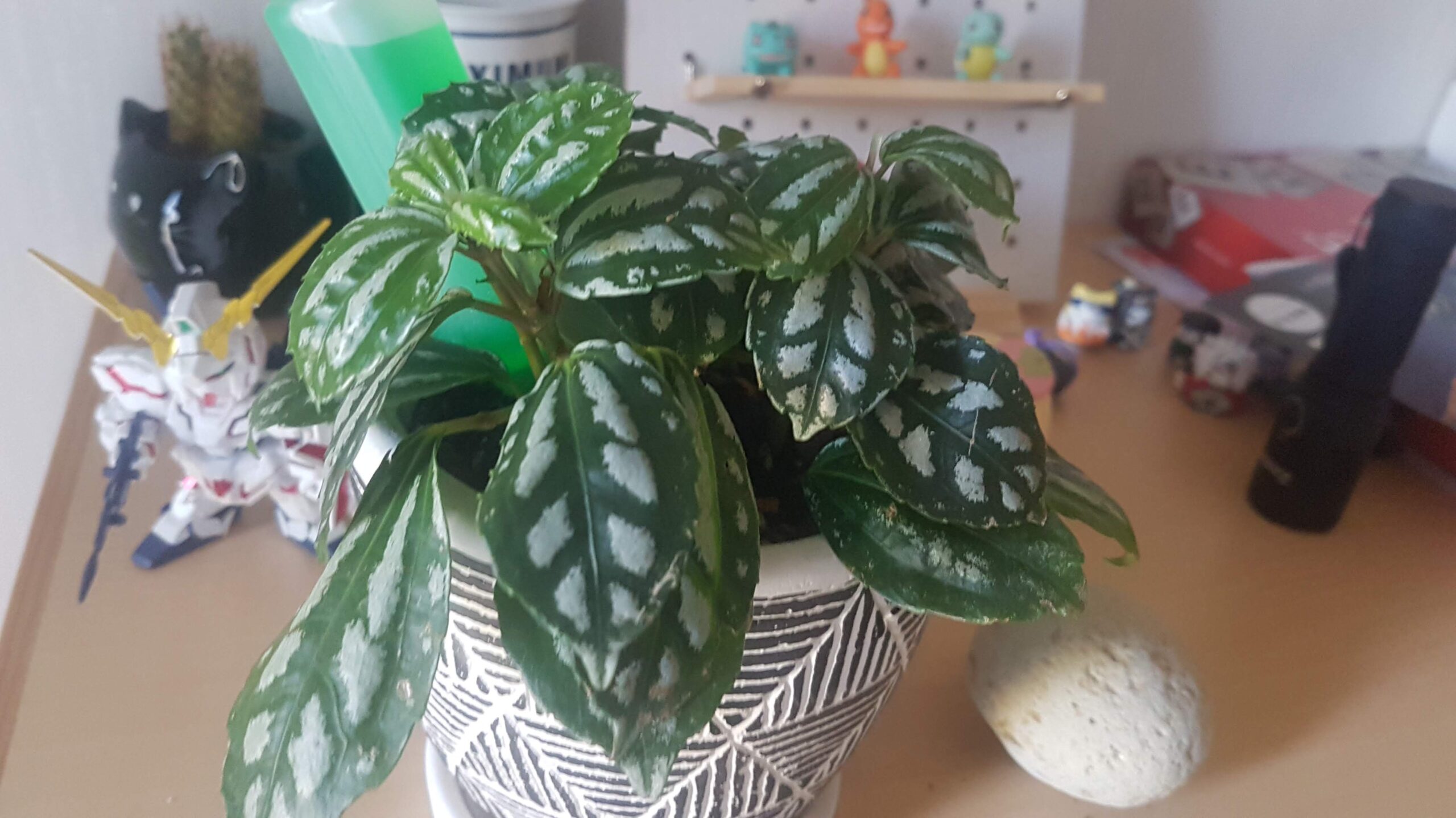 house plant x pandemic improvements